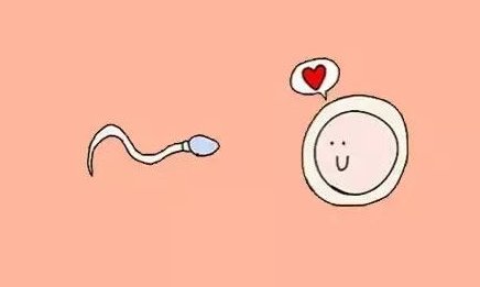 一次试管的费用多少钱？为什么不同的人相差那么多？-第三代试管婴儿须知